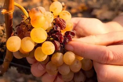 贵腐葡萄采收（分次采收 / 筛选）工艺