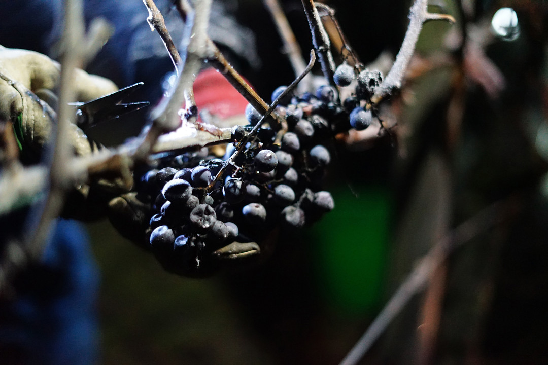 贵腐葡萄压榨（轻柔压榨 / 高浓度果汁）工艺