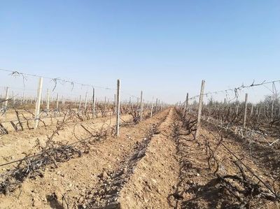 甘肃扶正葡萄酒庄