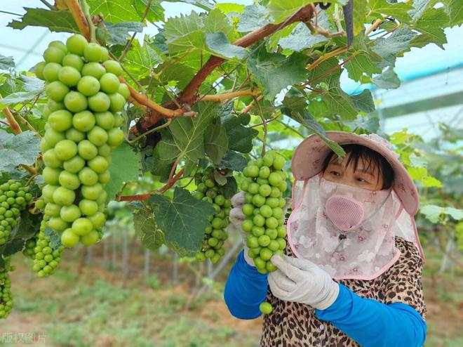 葡萄采收后变质（腐烂）工艺处理