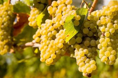 干型起泡葡萄酒(Brut)品酒常识(低残糖 / 高酸 / 清爽)