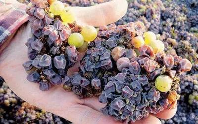 贵腐葡萄压榨(低压力 / 慢速度)工艺