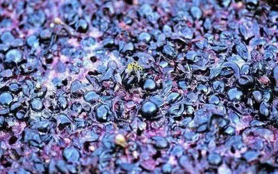 葡萄酒单宁(干涩 / 收敛)感知部位(牙龈 / 舌面)常识