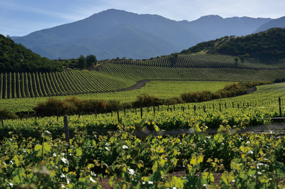 葡萄酒产区风土,自然奏响的味觉乐章