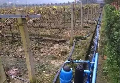 干旱地区葡萄园滴灌 / 渗灌系统设计与运行工艺