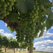 午后品酒的注意事项（避免影响晚间休息 / 适量）常识