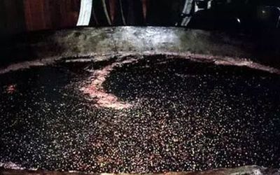 红葡萄酒酒精发酵(开放式 / 密闭式)容器选择工艺