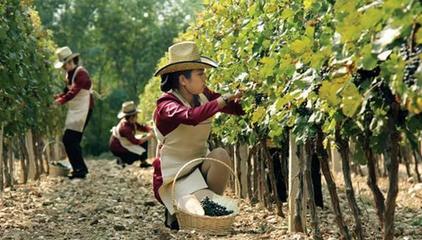 甘肃金穗葡萄酒庄