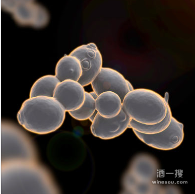 陈酿过程中葡萄酒微生物(酵母 / 细菌)活性控制工艺