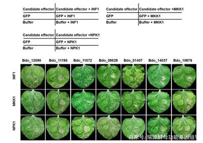 酵母菌种筛选(本土酵母 / 商业酵母)与活化工艺