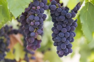 葡萄采收后田间快速预冷工艺