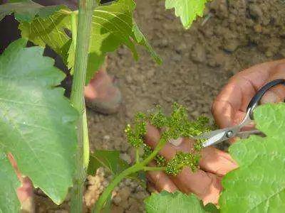 葡萄花期授粉辅助与坐果调控工艺