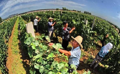 葡萄酒工艺合作(产学研 / 技术交流)管理工艺