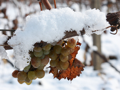 葡萄原料受霜冻(冻伤)工艺处理