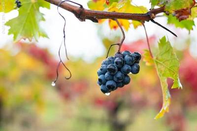 品味环节与葡萄品种典型特征的关联常识