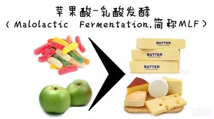 葡萄酒苹果酸 - 乳酸发酵新型乳酸菌(高效 / 低挥发酸)应用工艺