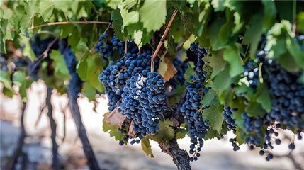 特种葡萄酒工艺创新(新技术应用)试验工艺